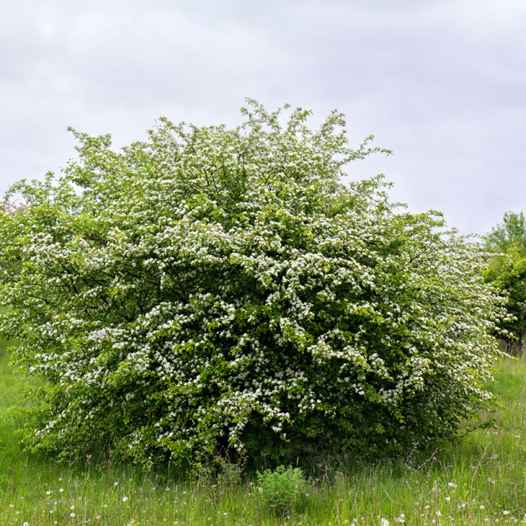 Crataegus monogyna - Eingriffliger Weißdorn