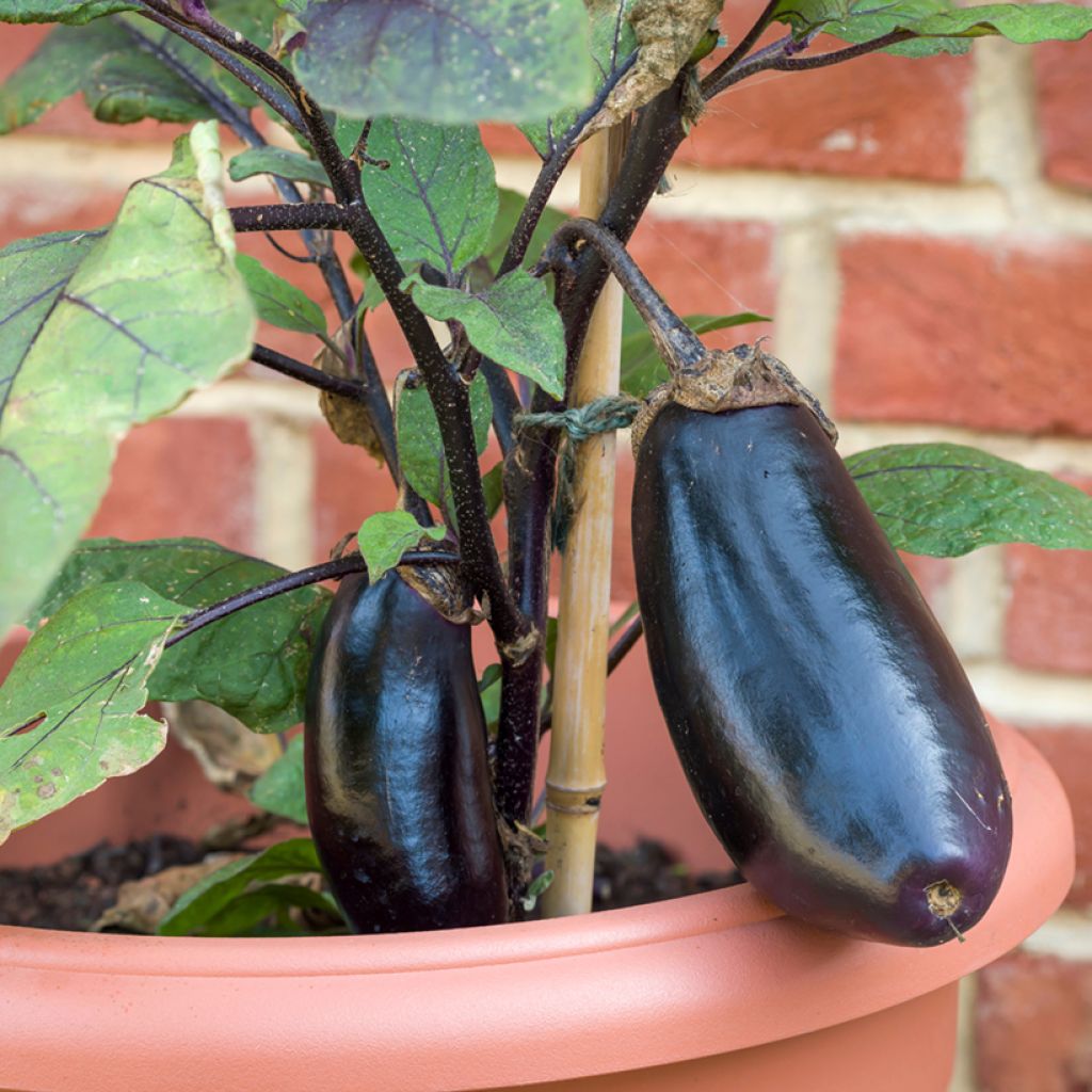 Aubergine Avan en plants