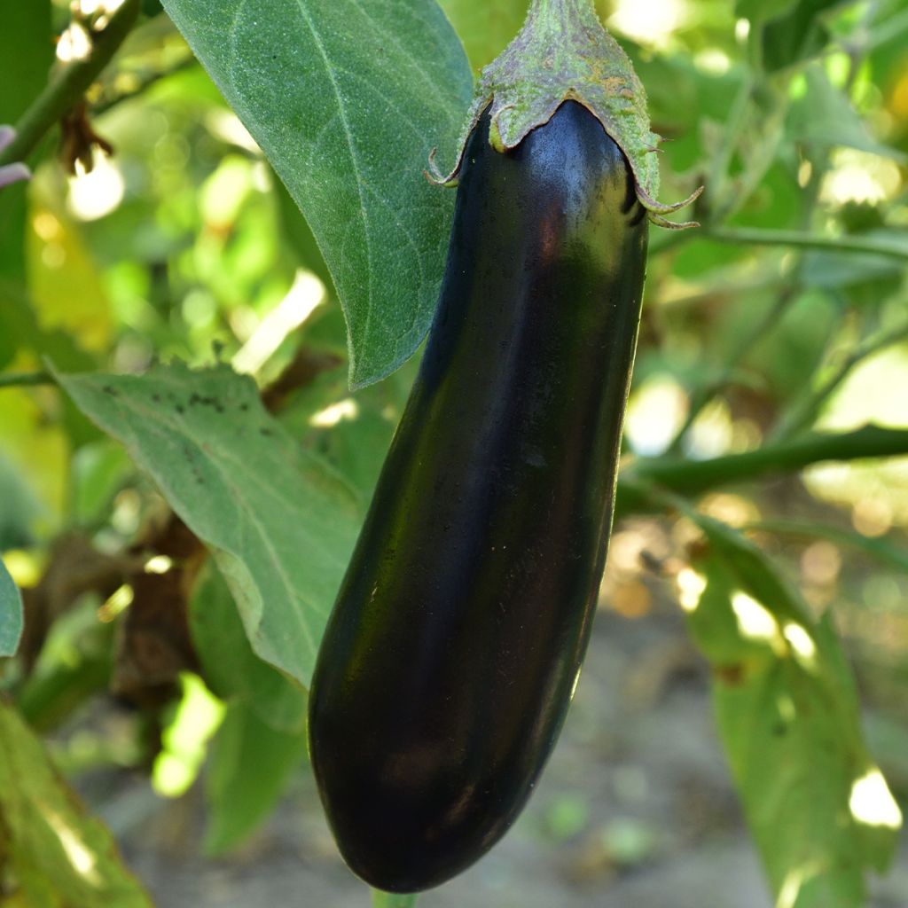 Aubergine Baluroi F1 - Solanum melongena