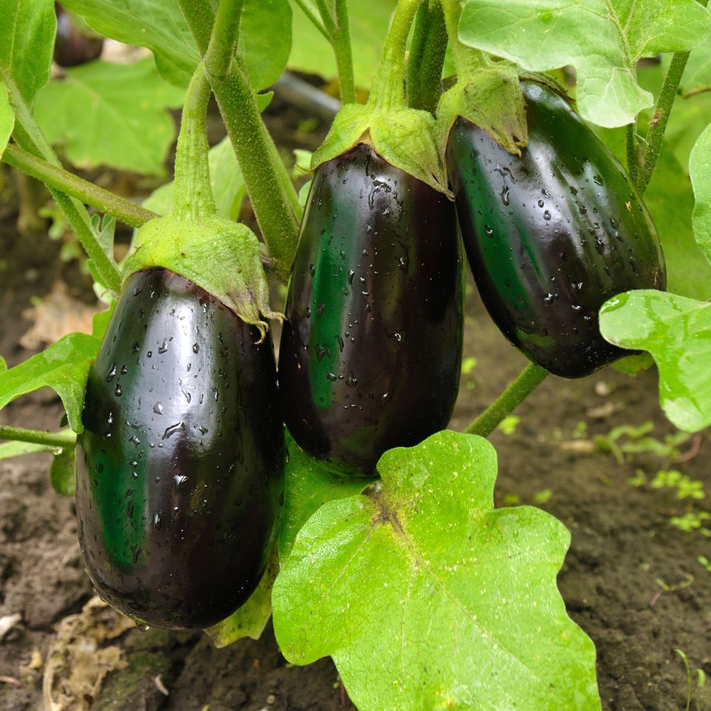 Aubergine Bonica