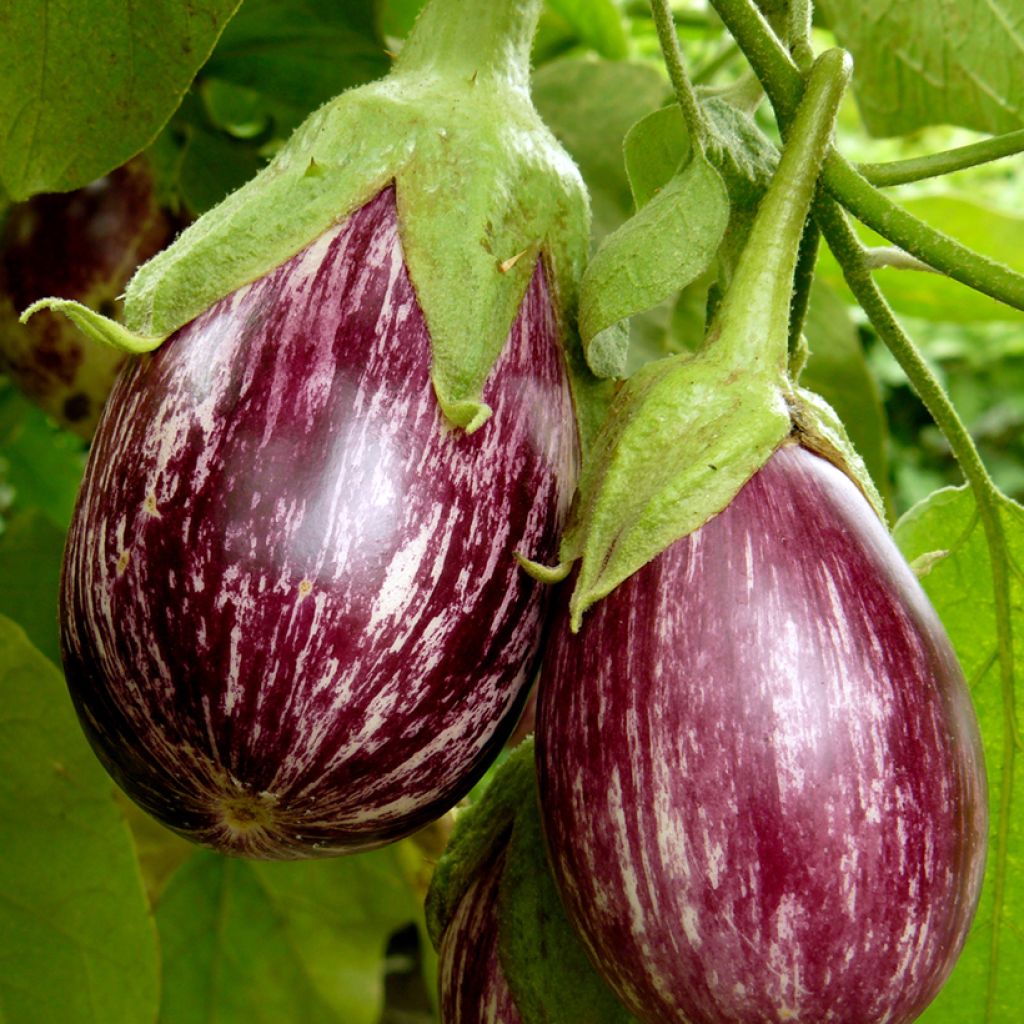 Aubergine Pinstripe