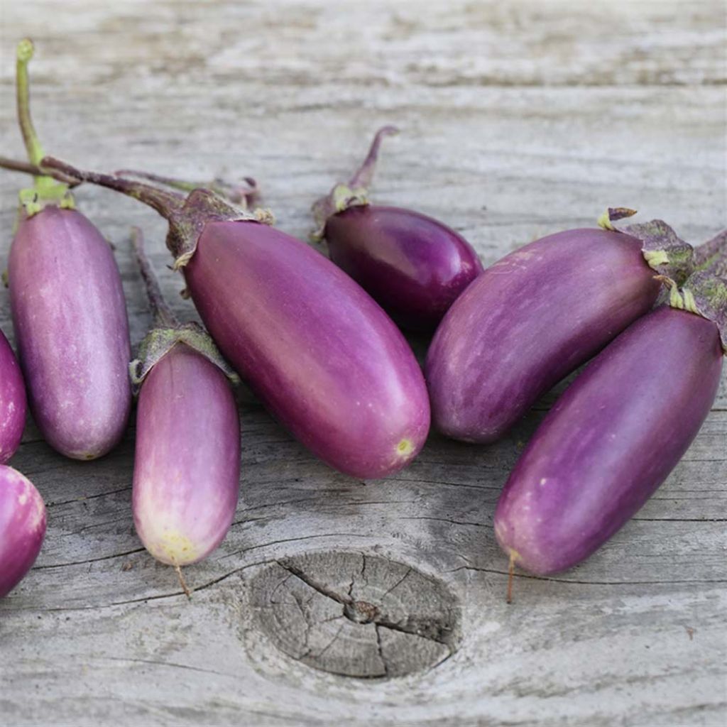 Aubergine Pusa Purple Cluster