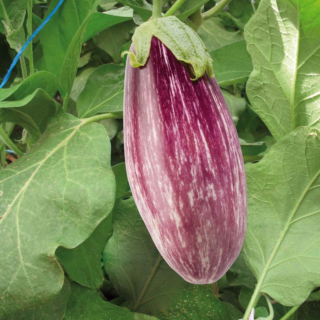 Aubergine Rania F1 en plants GREFFES