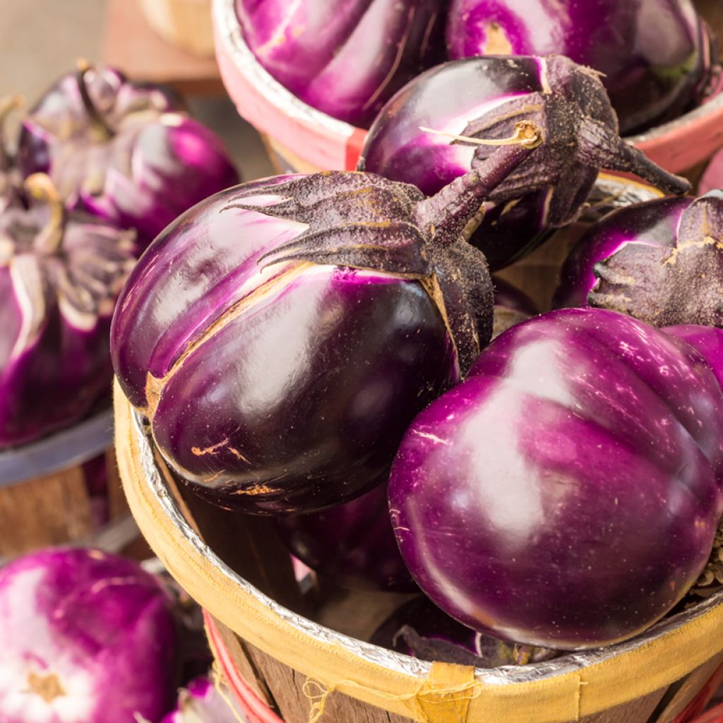 Aubergine Rotonda Bianca Sfumata Di Rosa Bio - Ferme de Sainte Marthe