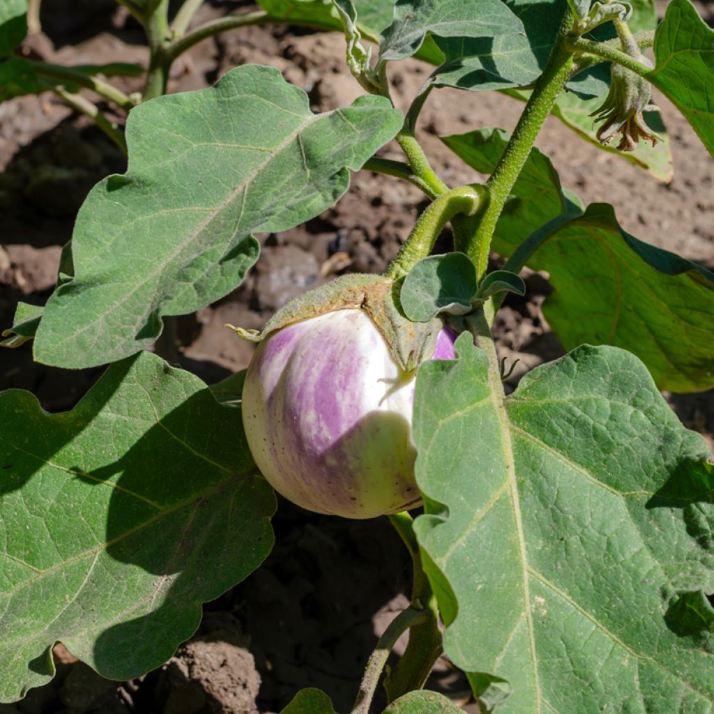 Aubergine Rotonda Bianca di Sfumata