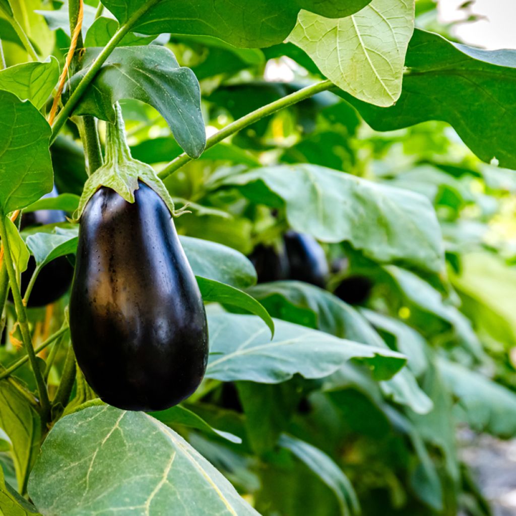 Aubergine Sultane F1