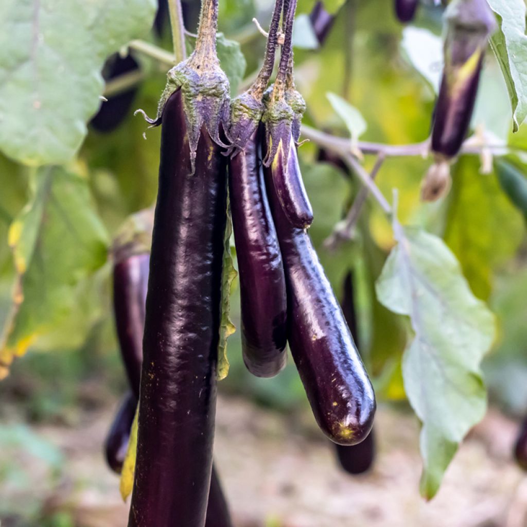 Aubergine Viserba 3 - Solanum melongea