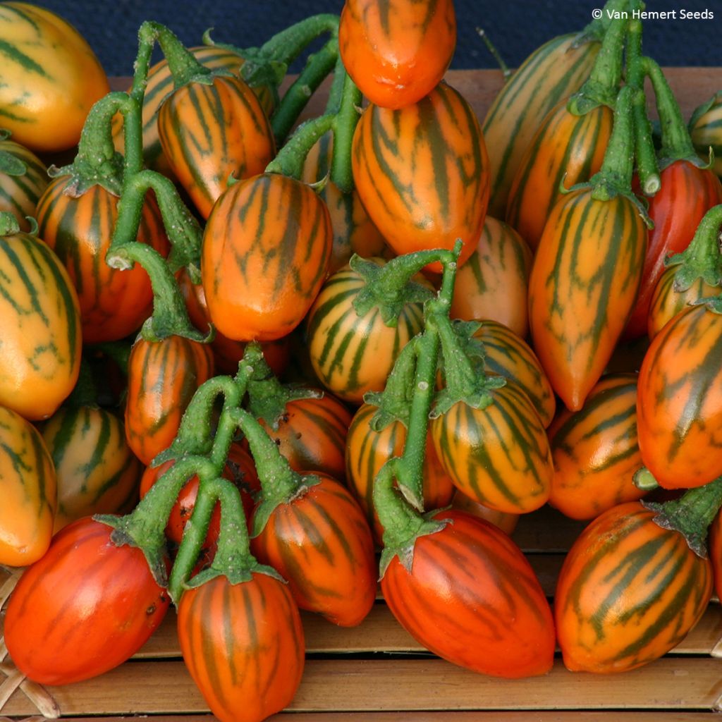 Äthiopische Eierfrucht Striped Toga - Solanum aethiopicum