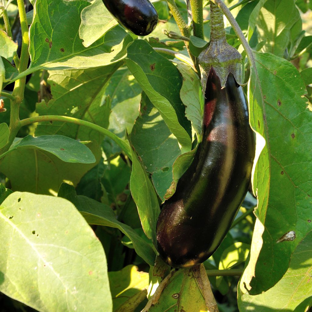 Aubergine Barbentane - Vilmorin