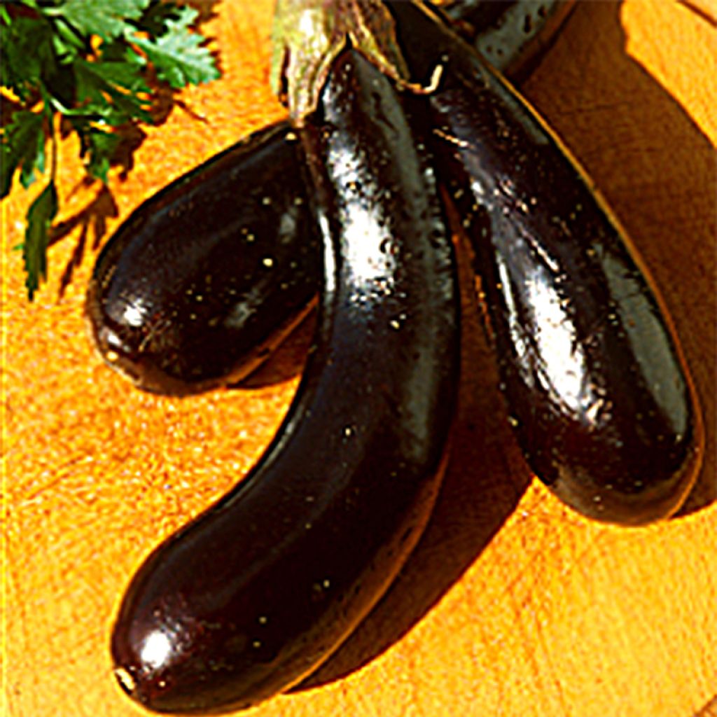 Aubergine Barbentane