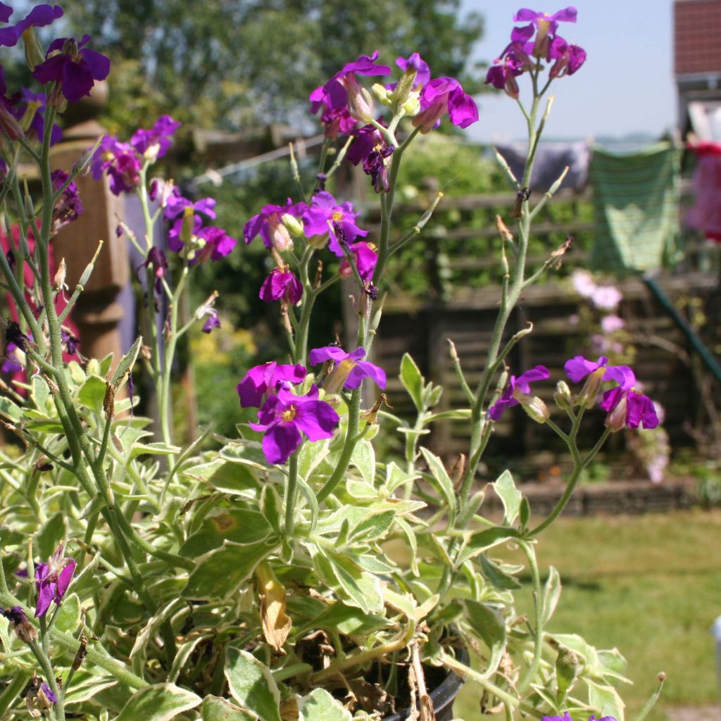 Blaukissen Dr Mules Variegated - Aubrieta