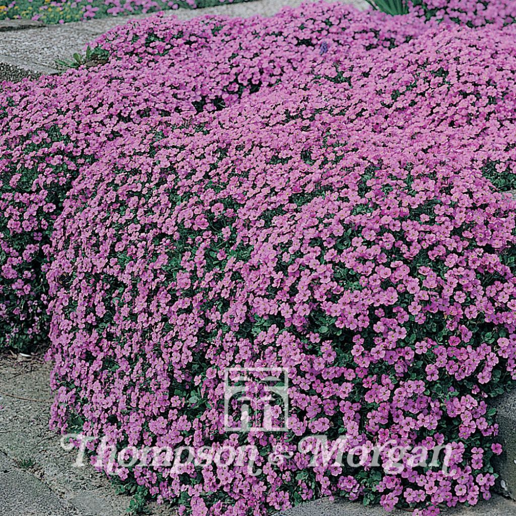 Blaukissen Purple Cascade F1 (Samen) - Aubrieta