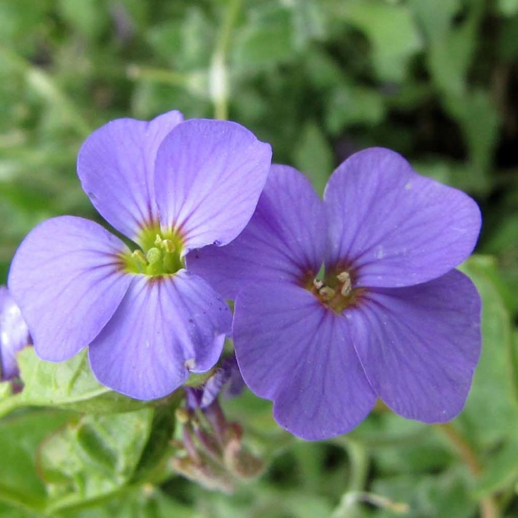 Blaukissen Royal Blue - Aubrieta