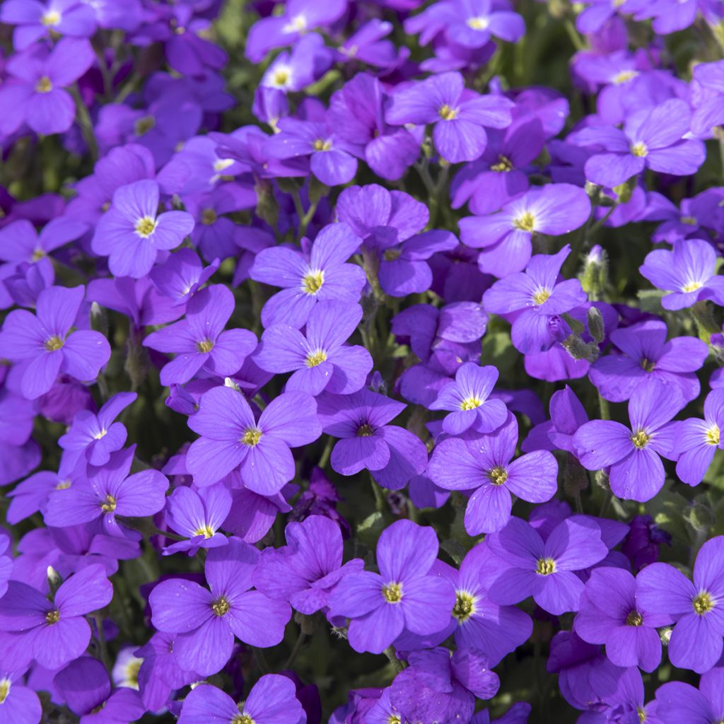 Blaukissen Royal Blue - Aubrieta