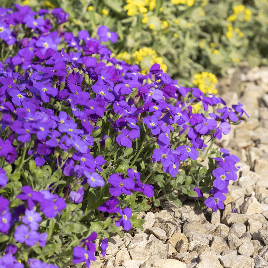 Blaukissen Royal Blue - Aubrieta