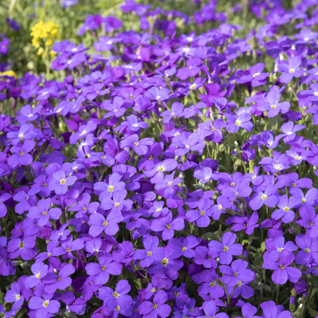 Blaukissen Royal Blue - Aubrieta