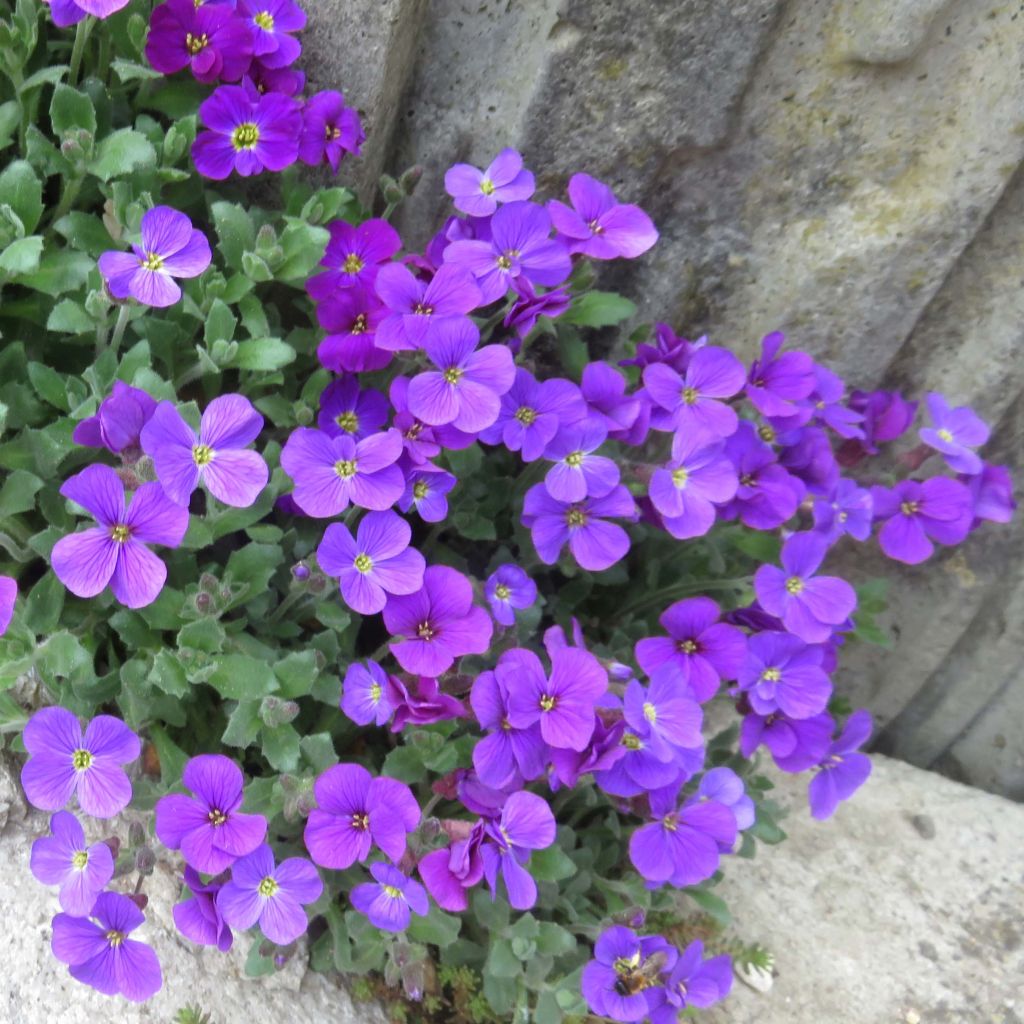 Blaukissen Cascade Purple - Aubrieta