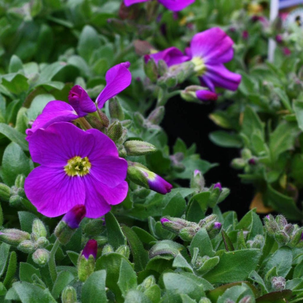 Blaukissen Kitte Blue - Aubrieta