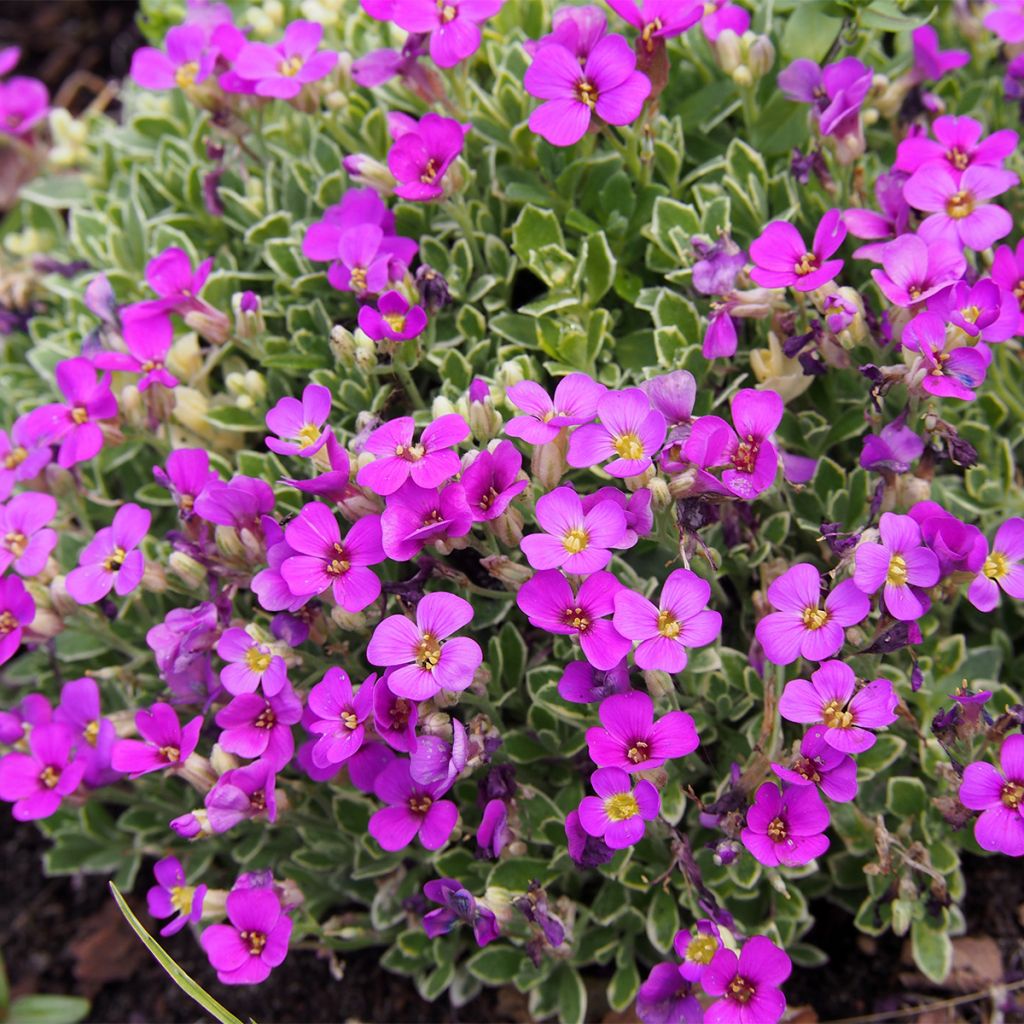 Blaukissen Swan Red - Aubrieta