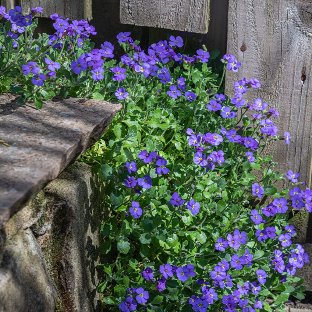 Blaukissen Cascade Blue - Aubrieta