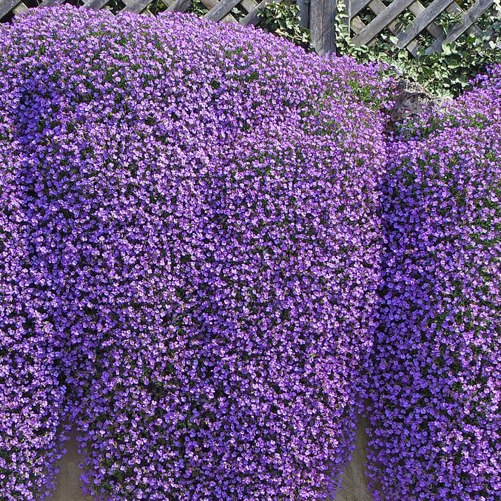 Blaukissen Cascade Blue - Aubrieta