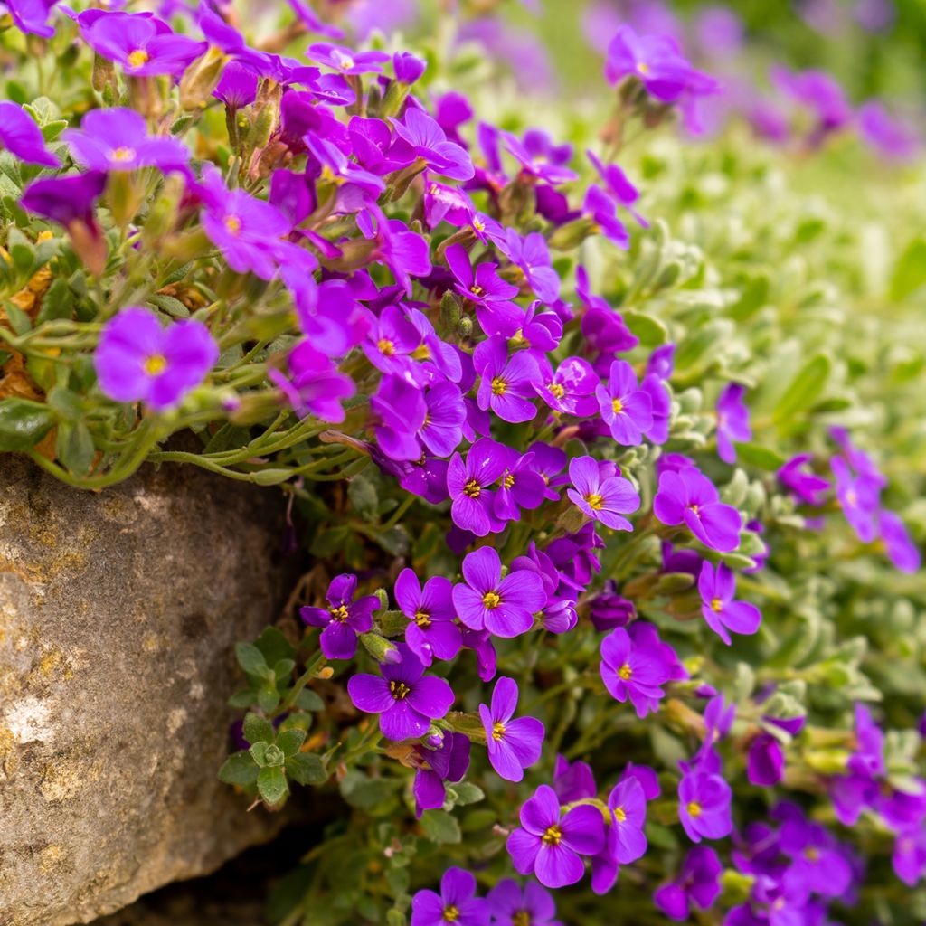 Blaukissen Cascade Red - Aubrieta