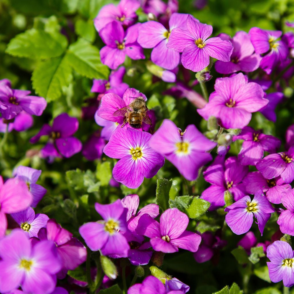 Blaukissen Cascade Red - Aubrieta