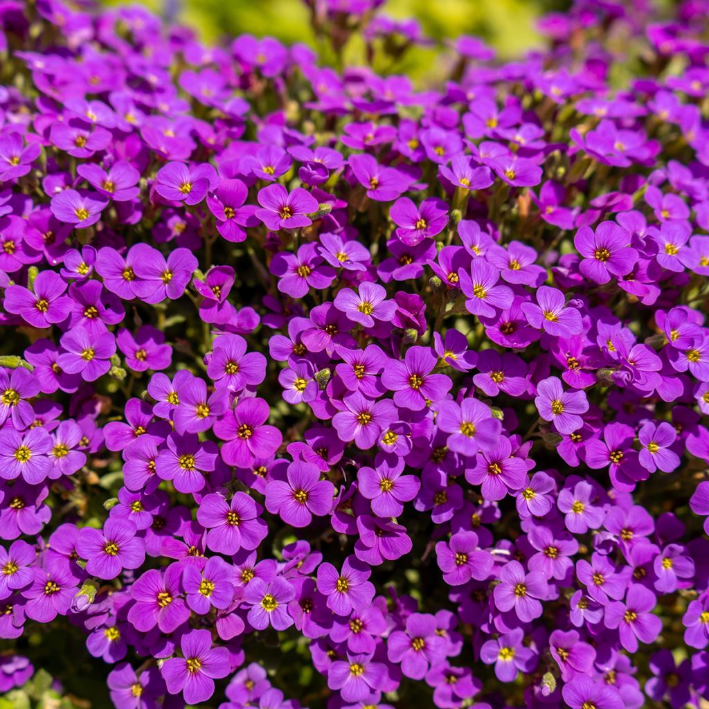 Blaukissen Cascade Red - Aubrieta