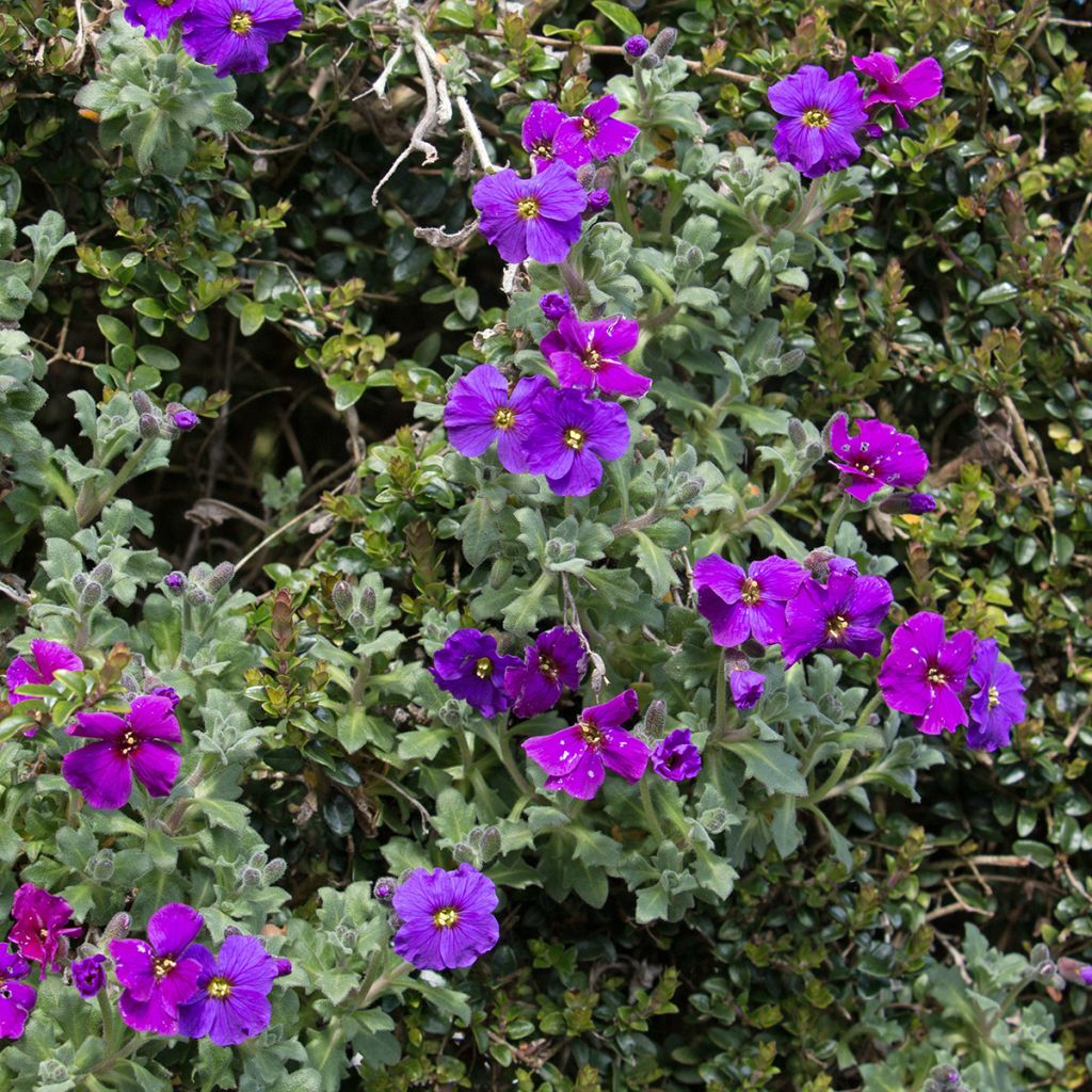 Blaukissen Cascade Purple - Aubrieta