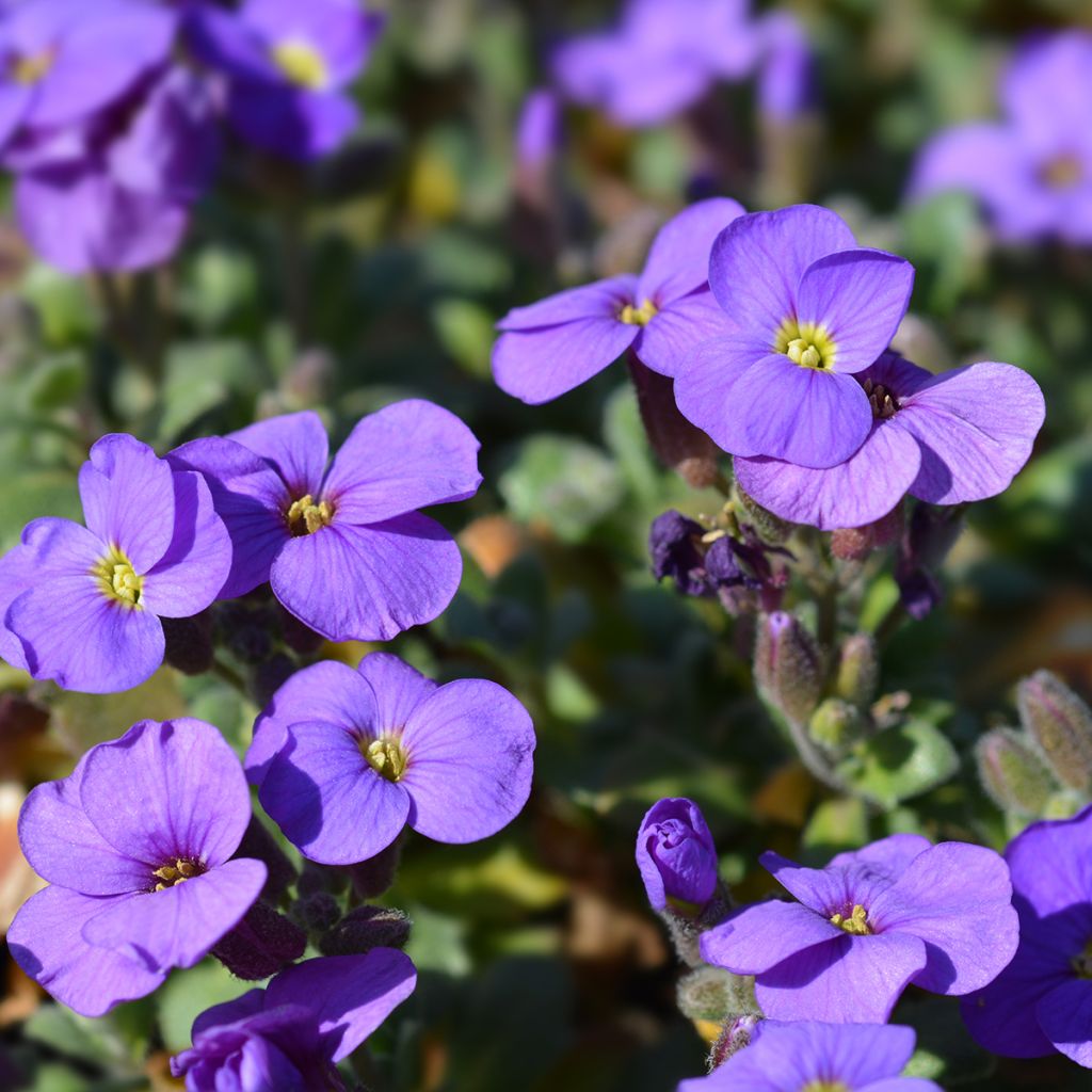 Blaukissen Cascade Purple - Aubrieta