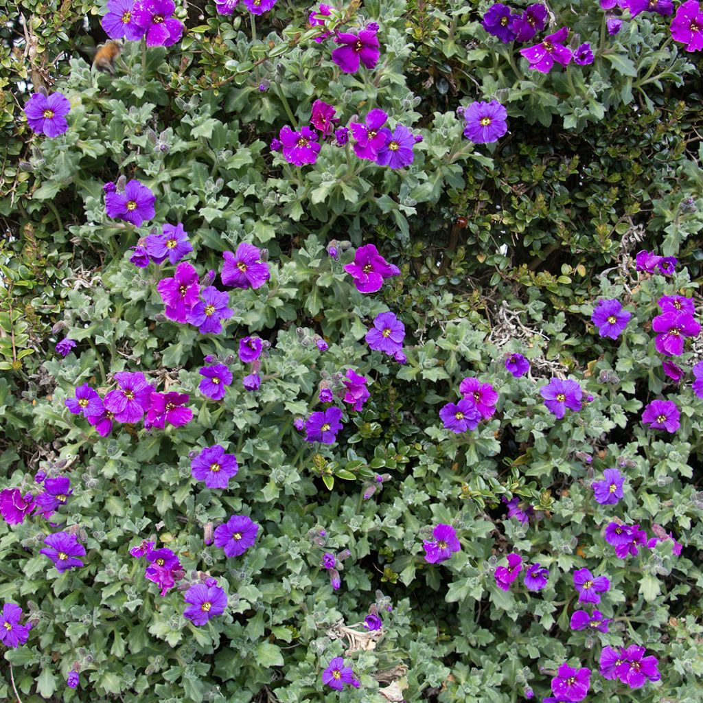 Blaukissen Cascade Purple - Aubrieta