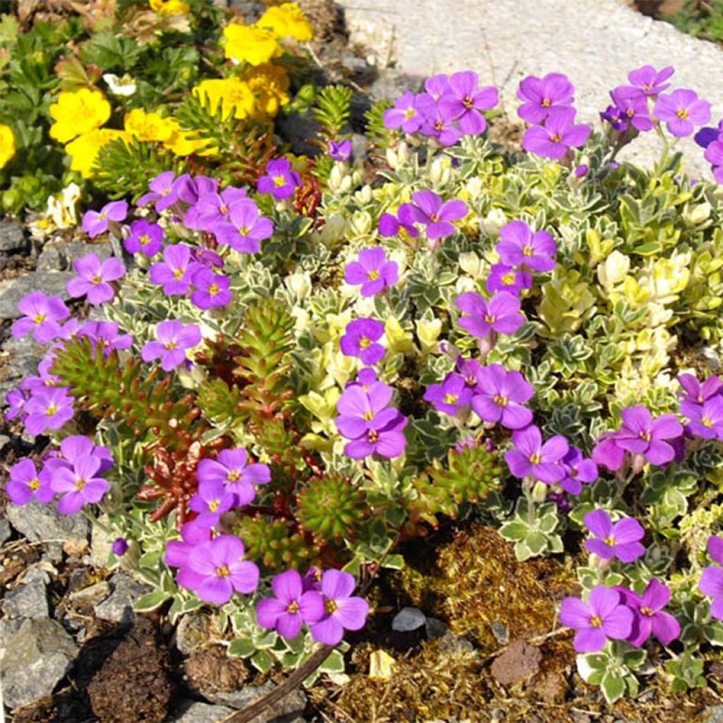 Blaukissen Argenteovariegata - Aubrieta