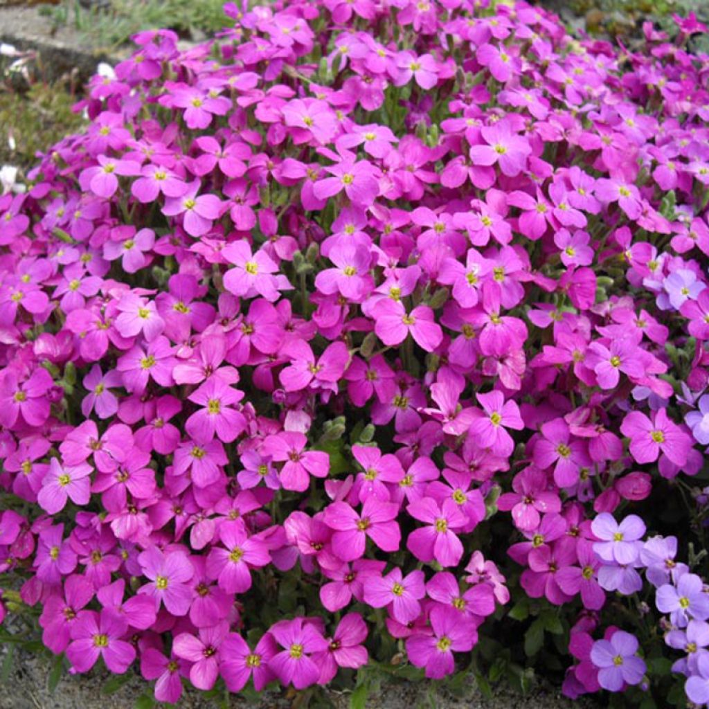 Aubrieta macedonica var macedonica - Blaukissen