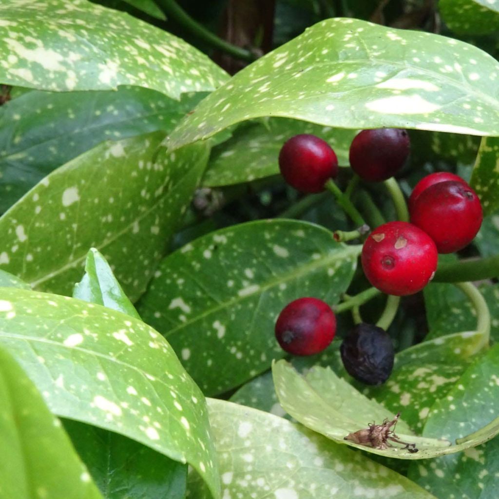 Aucuba japonica - Japanische Goldorange