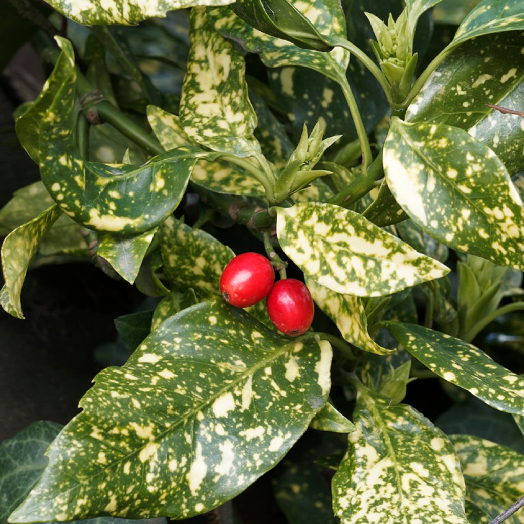 Aucuba japonica Crotonifolia - Japanische Goldorange