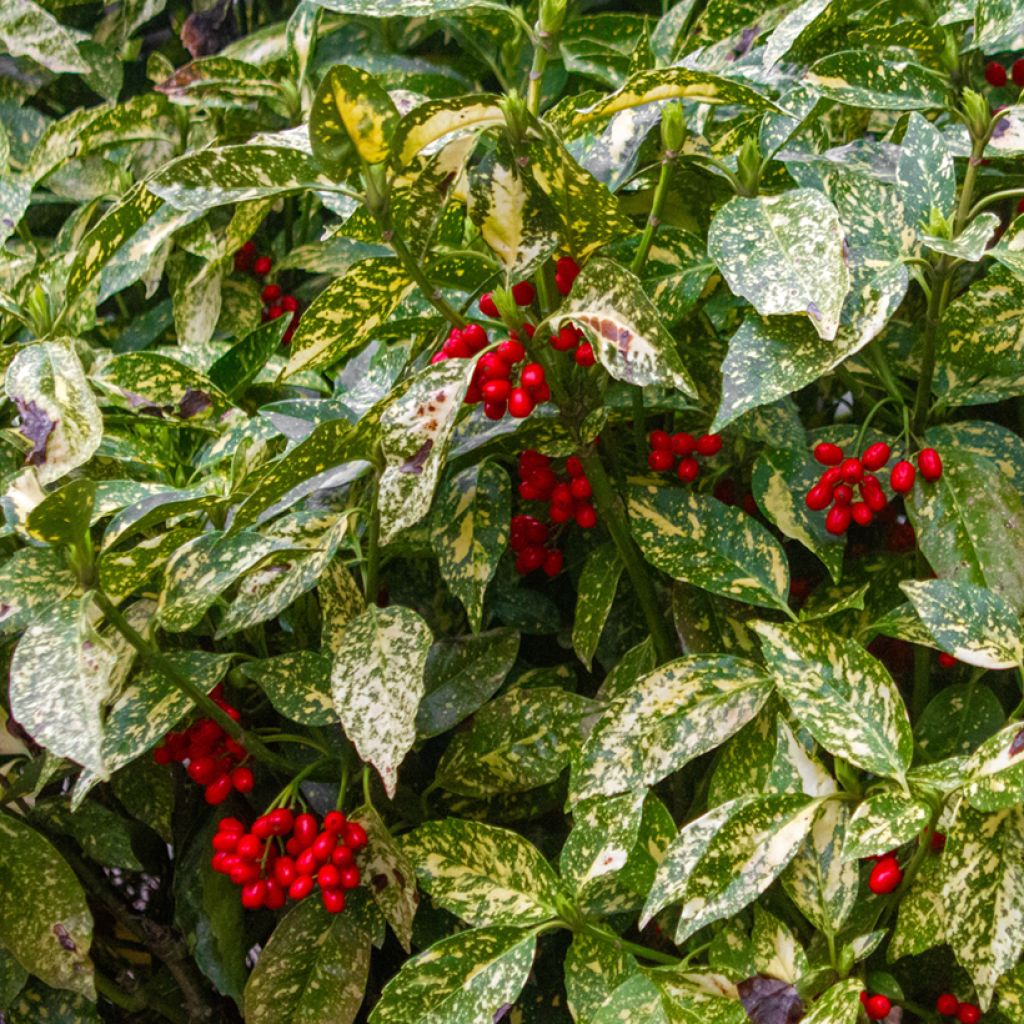 Aucuba japonica Crotonifolia - Japanische Goldorange