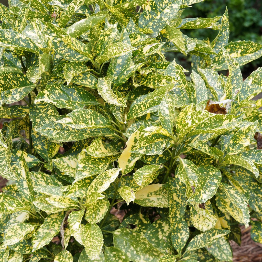 Aucuba japonica Golden King - Japanische Goldorange