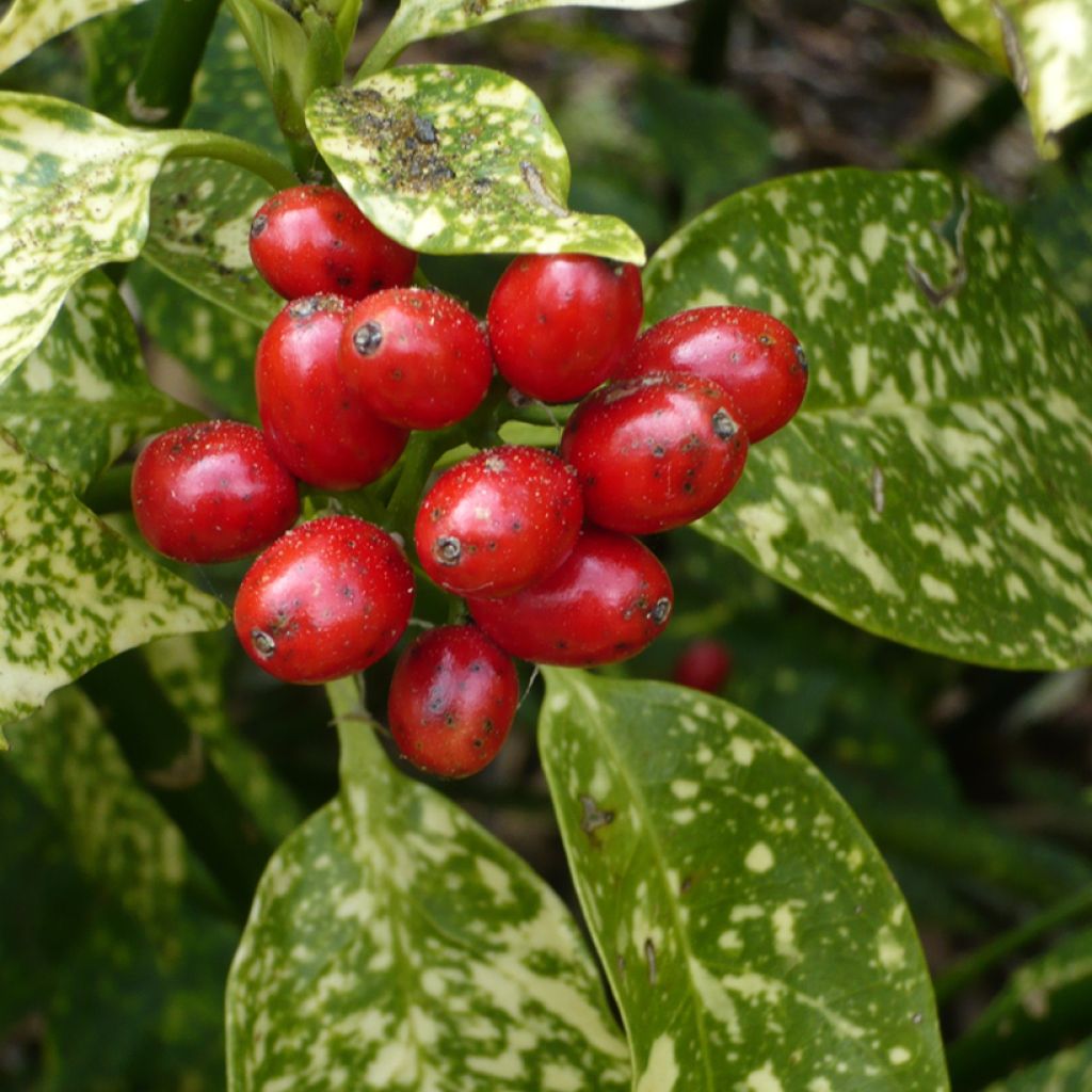 Aucuba japonica - Japanische Goldorange