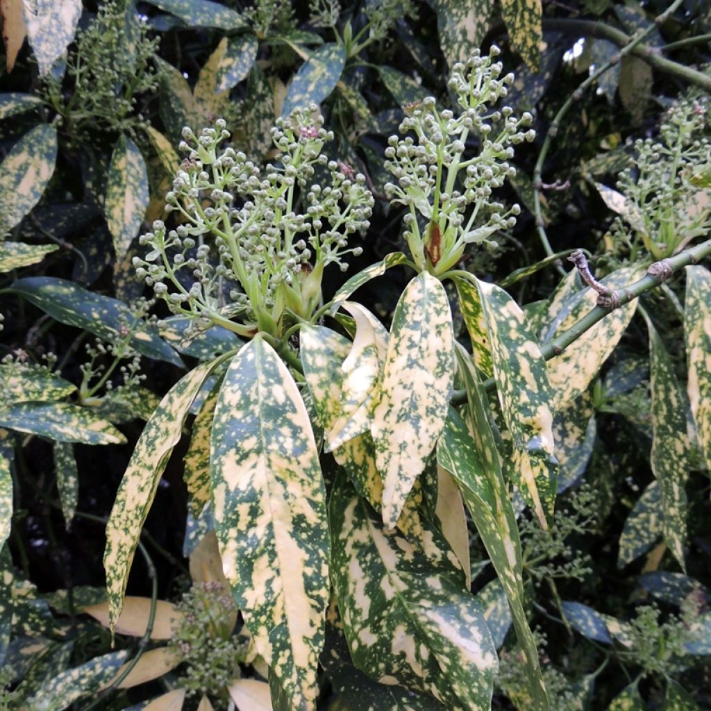 Aucuba japonica Variegata - Japanische Goldorange