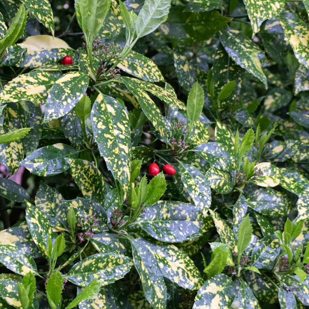 Aucuba japonica Variegata - Japanische Goldorange