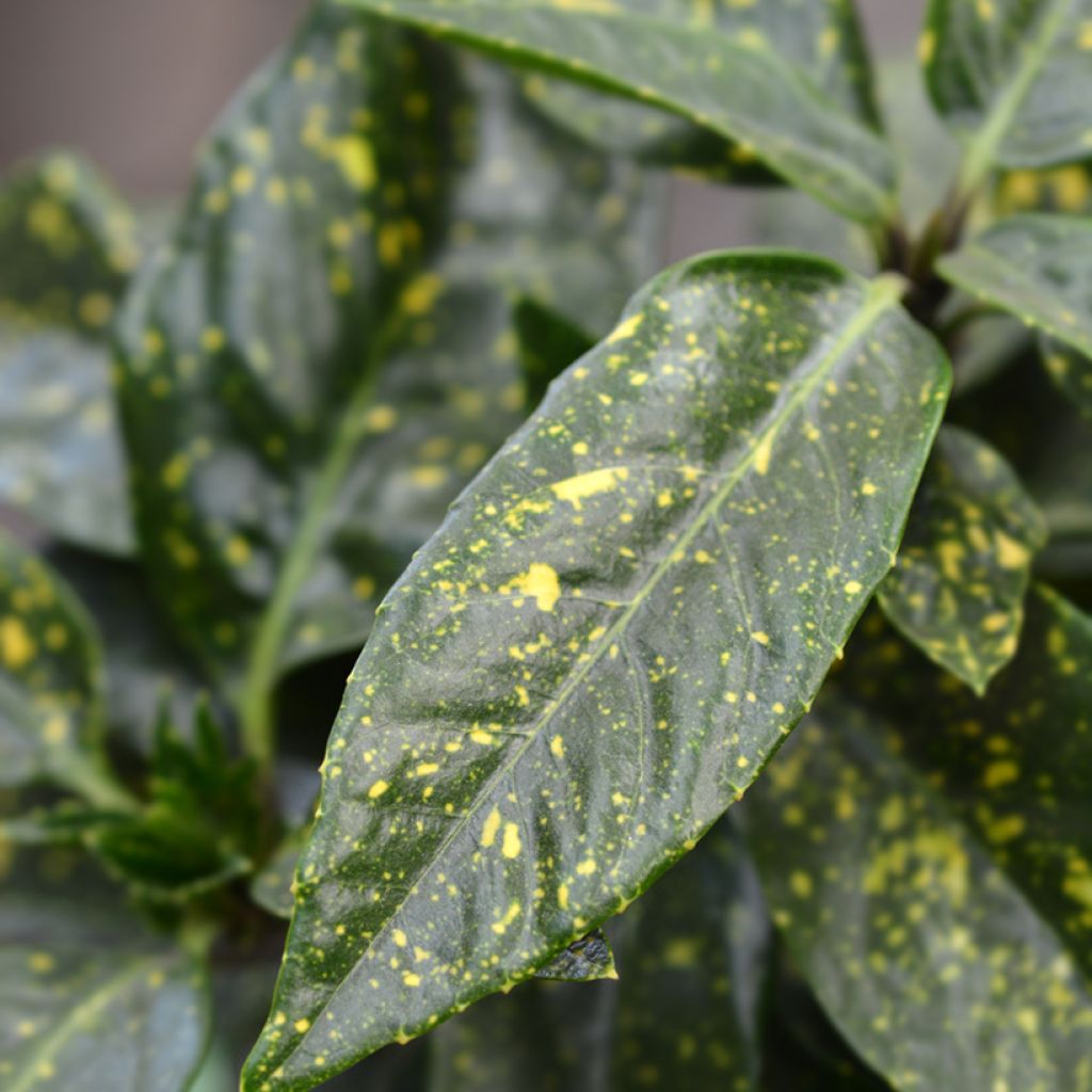 Aucuba japonica Variegata - Japanische Goldorange