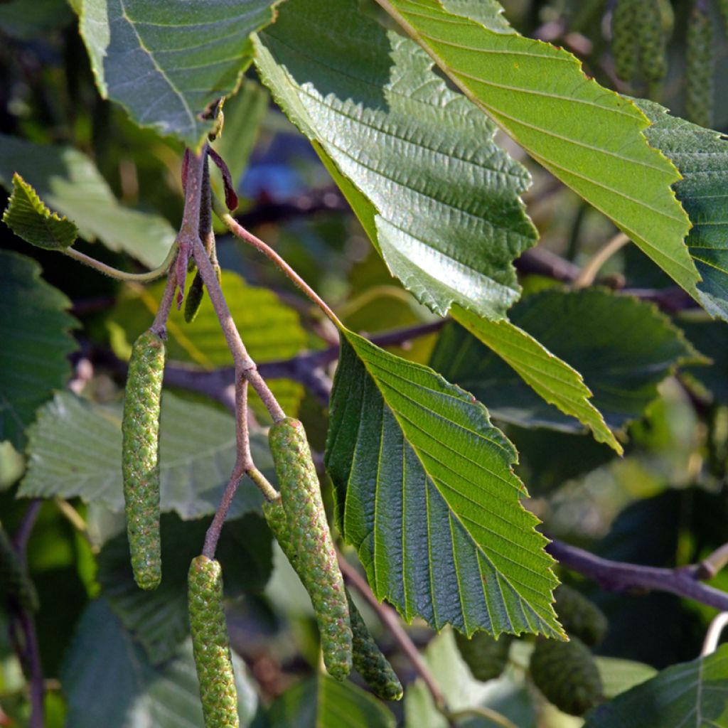 Alnus incana - Grau-Erle