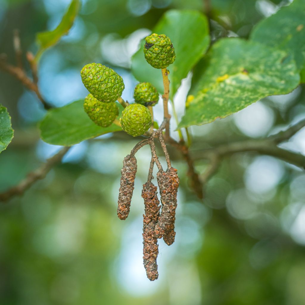 Alnus glutinosa - Schwarz-Erle