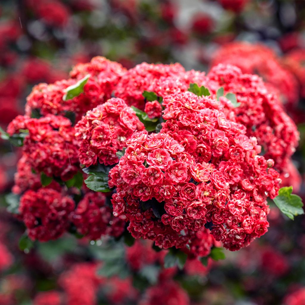 Crataegus monogyna Tortuosa Charlier - Eingriffliger Weißdorn