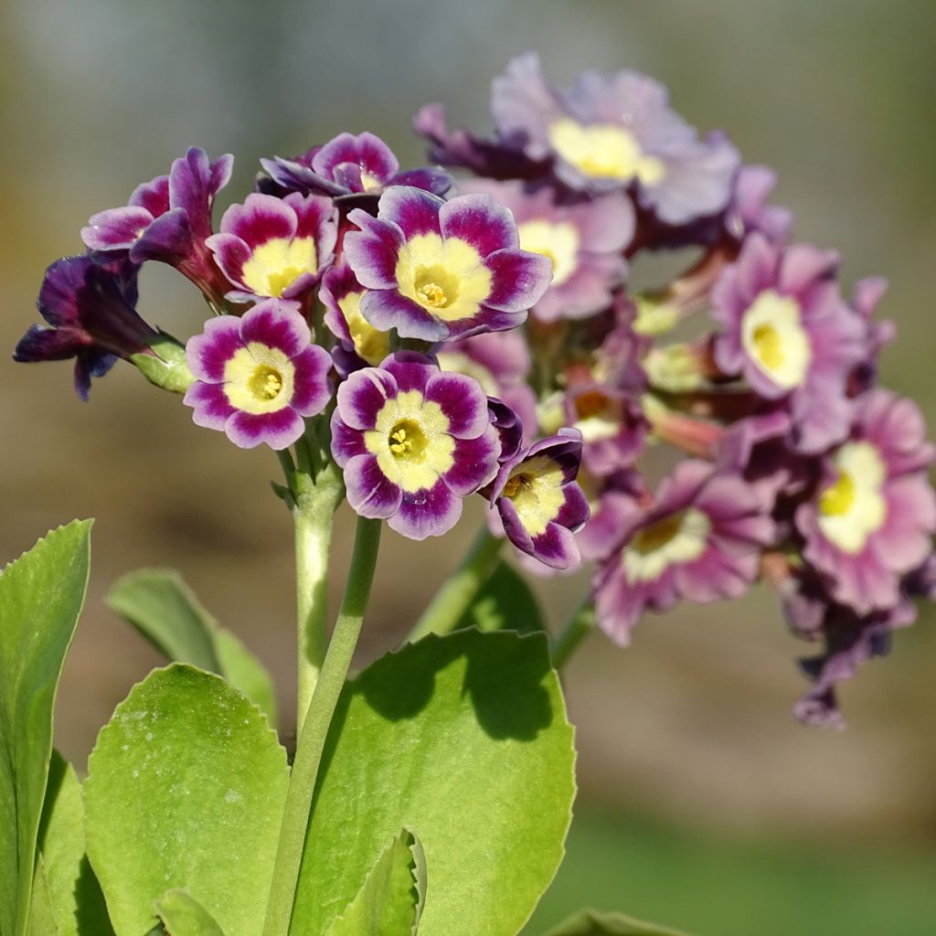 Primula pubescens - Primel