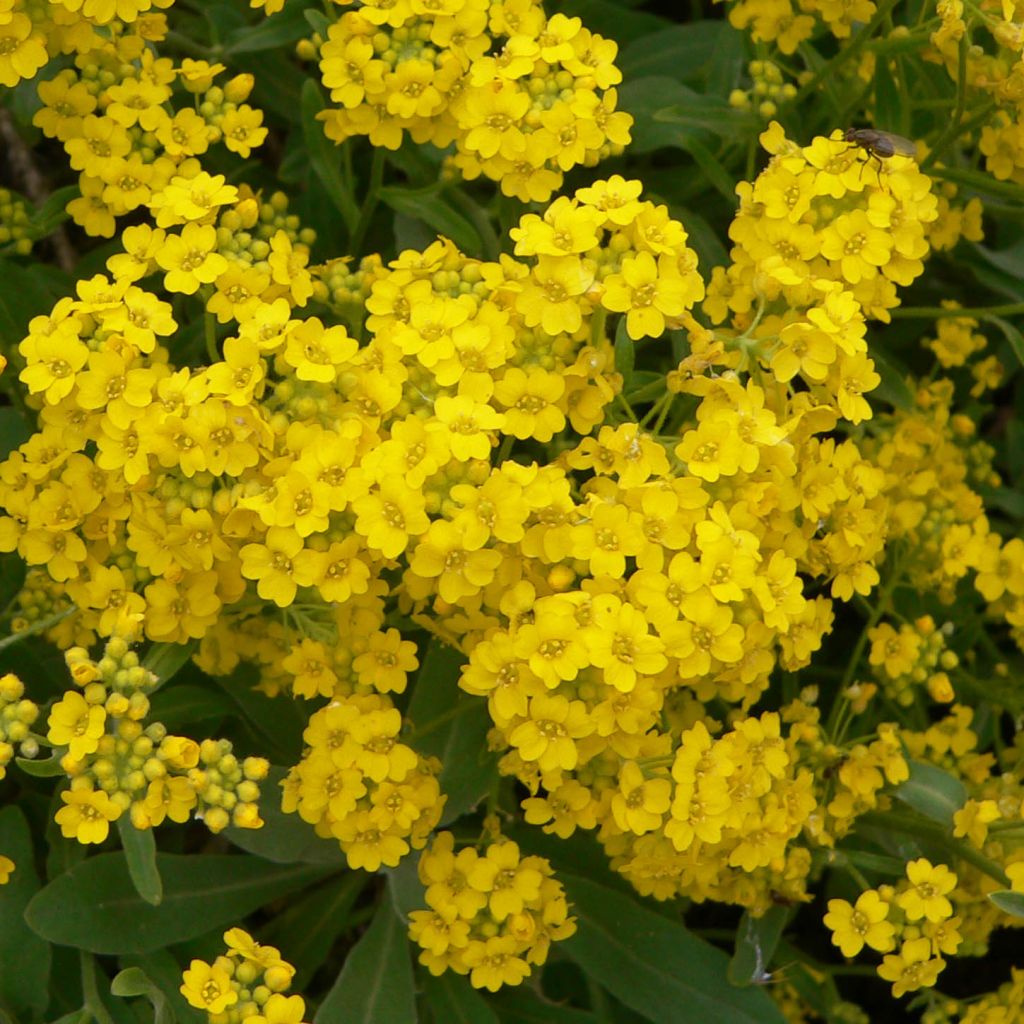 Alyssum saxatilis Goldkugel - Felsen-Steinkresse