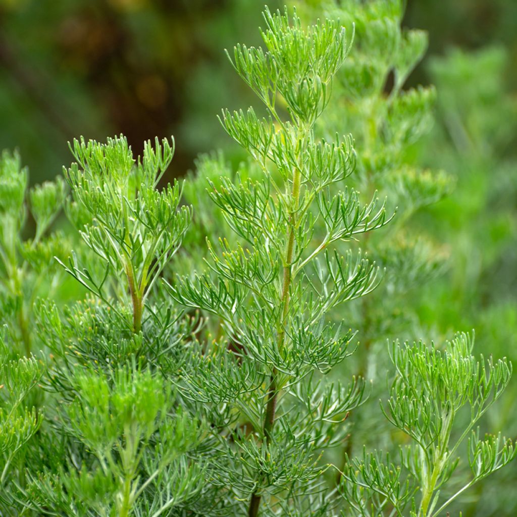 Eberraute - Artemisia abrotanum