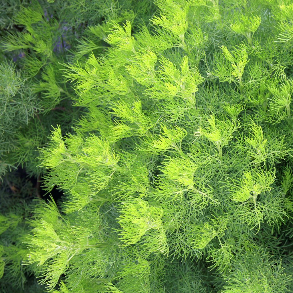 Eberraute - Artemisia abrotanum