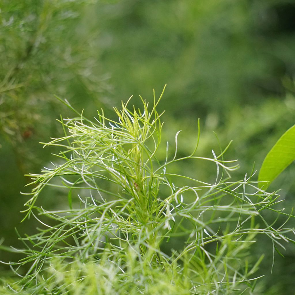 Eberraute - Artemisia abrotanum