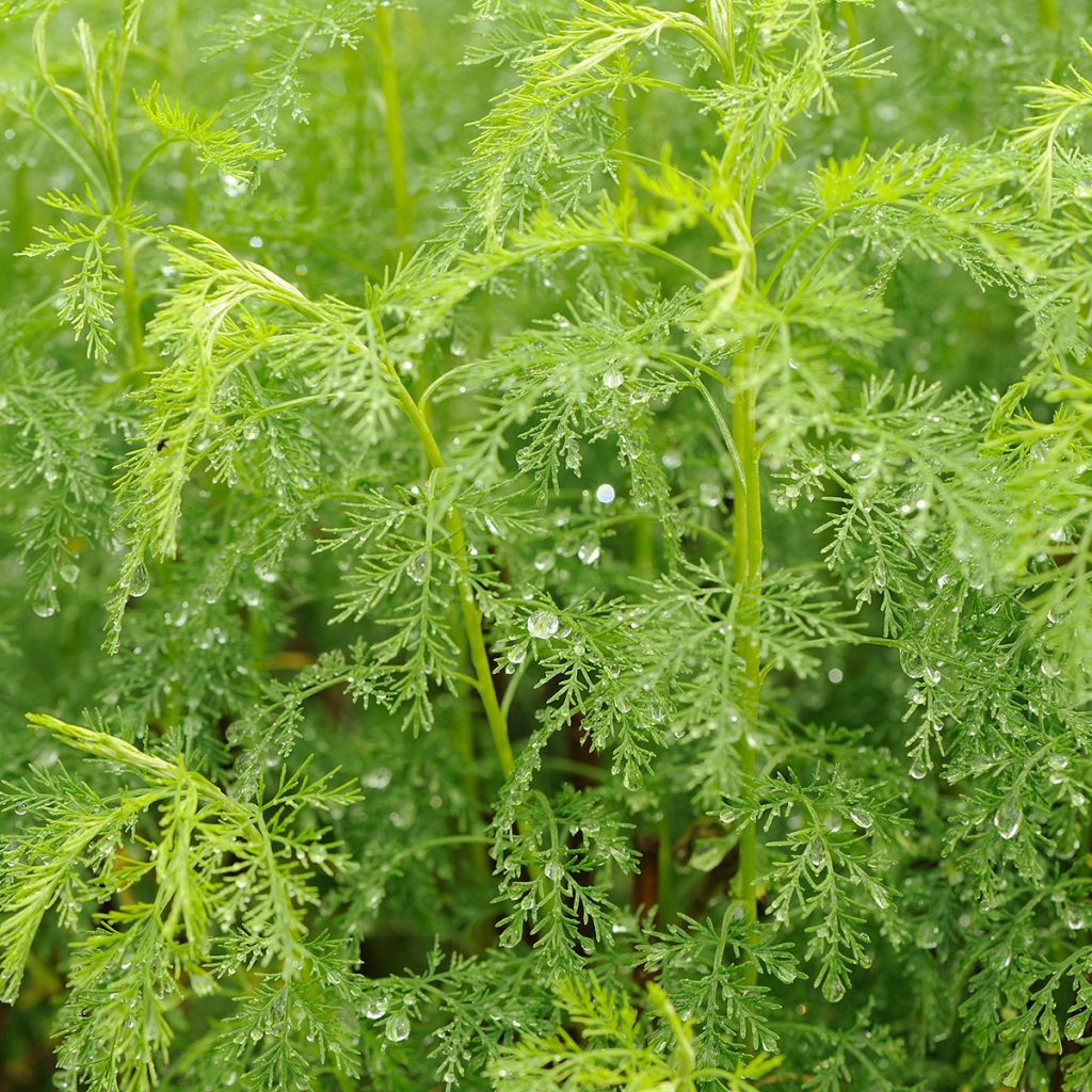 Eberraute - Artemisia abrotanum